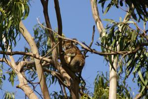 Wilder Koala