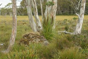 Eukalyptus mit vollständig abgeworfener alter Rinde