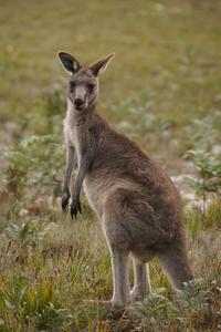 Ein östliches graues Känguru
