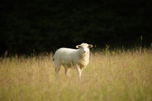 Süße Schafe auf der Farm