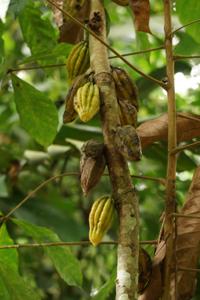 So wachsen die Kakaofrüchte
