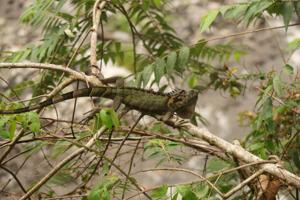 Die Leguane schlafen tagsüber auf Bäumen