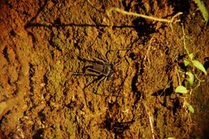Ein Skorpion ohne Stachelschwanz, dafür aber handtellergroß