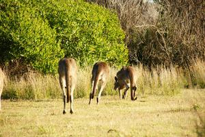 Wallabies