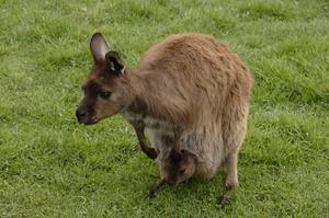 Doppel-Moppel-Wallaby