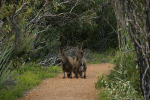 Familie Wallaby