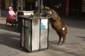 Schweine in der Fußgängerzone