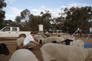 "Pet"-Schafe füttern