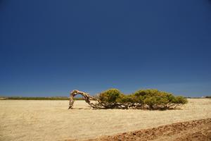 Leaning Tree