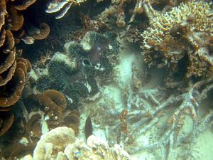 Riesenmuschel in der Coral Bay