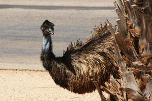 Emu