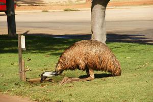 Emu trinkt