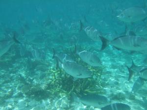 Schwarm von irgend welchen Fischen