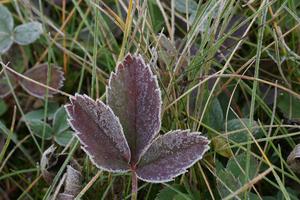 Blatt mit Rauhreif morgens