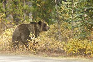 Unser Grizzly live und in Farbe