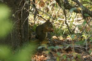 Eichhörnchen frisst Pilz