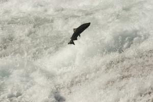 Chinook-Lachs beim Versuch, Wasserfälle zu bezwingen