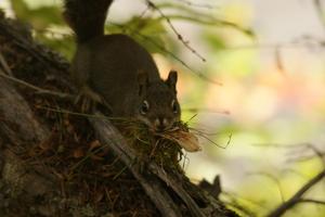 Hörnchen beim Nestbau