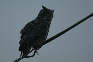 Great Horned Owl