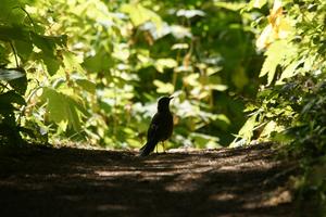 Wanderdrossel beim Wandern