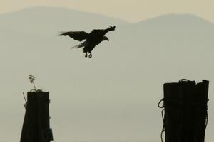 Seeadler im Landeanflug