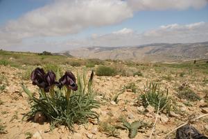 Schwarze Iris — die jordanische Nationalblume