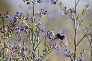 Palestine Sunbird — sieht aus wie ein Kolibri, ist aber keiner