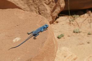Leuchtend blaue Sinai-Agame