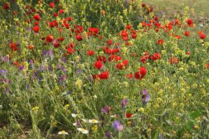 Wunderschöne Blumenwiese