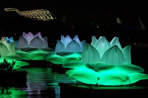 Beleuchtete Seerosen im Yarra-Fluss