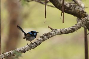 Ein bildhübscher Vogel: Der Superb Fairy Wren