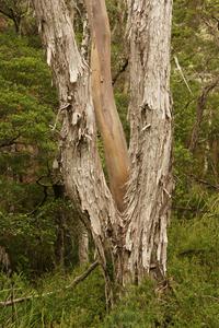 Eukalyptus beim Rindenwechsel