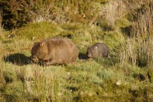 Wombatmutter mit Jungem