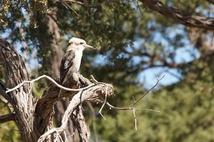 Laughing Kookaburra, oder "lachender Hans"