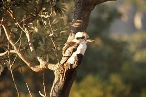 Ein Kookaburra