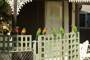 Rainbow Lorikeets