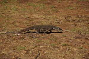 Ein Goanna, der den Zeltplatz besucht hat