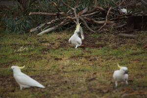 Kakadu - wirklich ein Schreihals