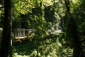 Hängebrücke im Dorrigo Regenwald