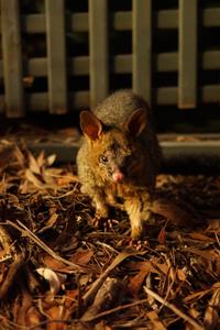 Ein Possum auf dem Campingplatz