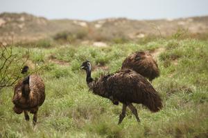 Emus neben der Straße