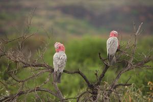 Teil eines Schwarms Galahs, der jeden Abend die Straße blockiert