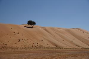 Große Düne in den Wahiba Sands