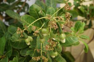 Cashews am Baum