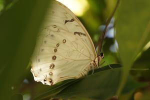 …und dann kommt ein Schmetterling raus.