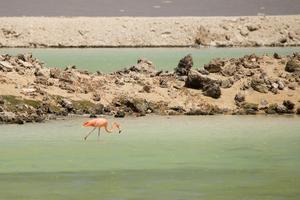 Ein rosa Flamingo in der Salzpfanne