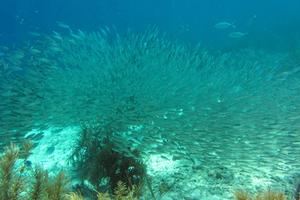 Ziemlich großer Schwarm ziemlich kleiner Fische