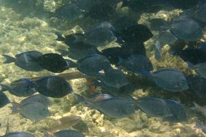Schwarm von Blauen Doktorfischen