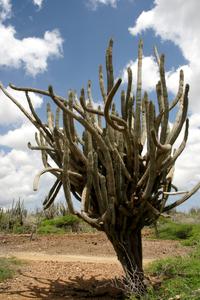 Der allgegenwärtige Cadushi-Kaktus, bevor man ihn zu Suppe oder Likör verarbeitet.
