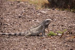 Lebendiger Leguan